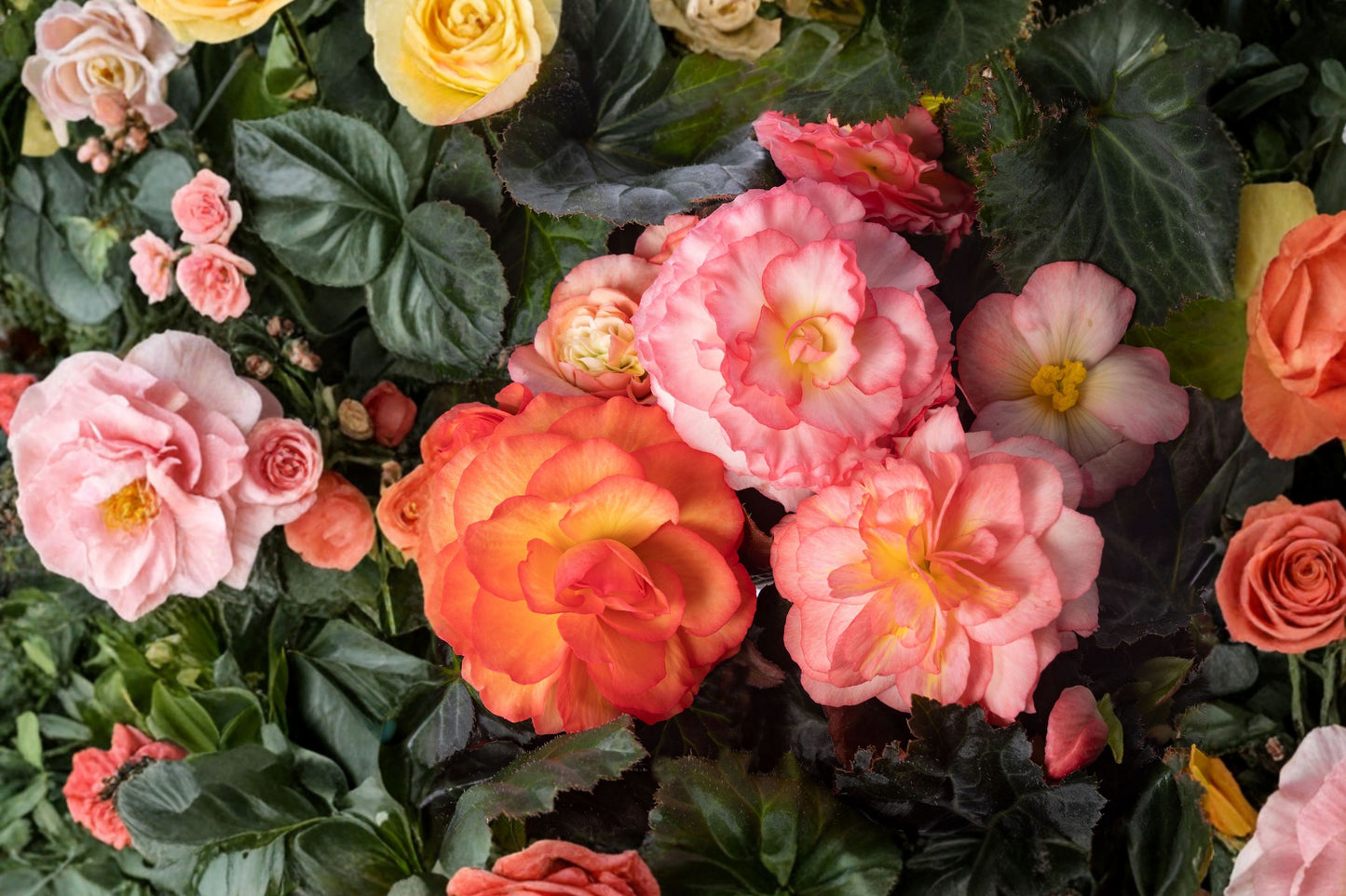 Limitless Sunrise Begonia Live Plant, Begonia 'Limitless Sunrise', 4 Inch Pot, Orange Yellow Flowers, Shade Annual