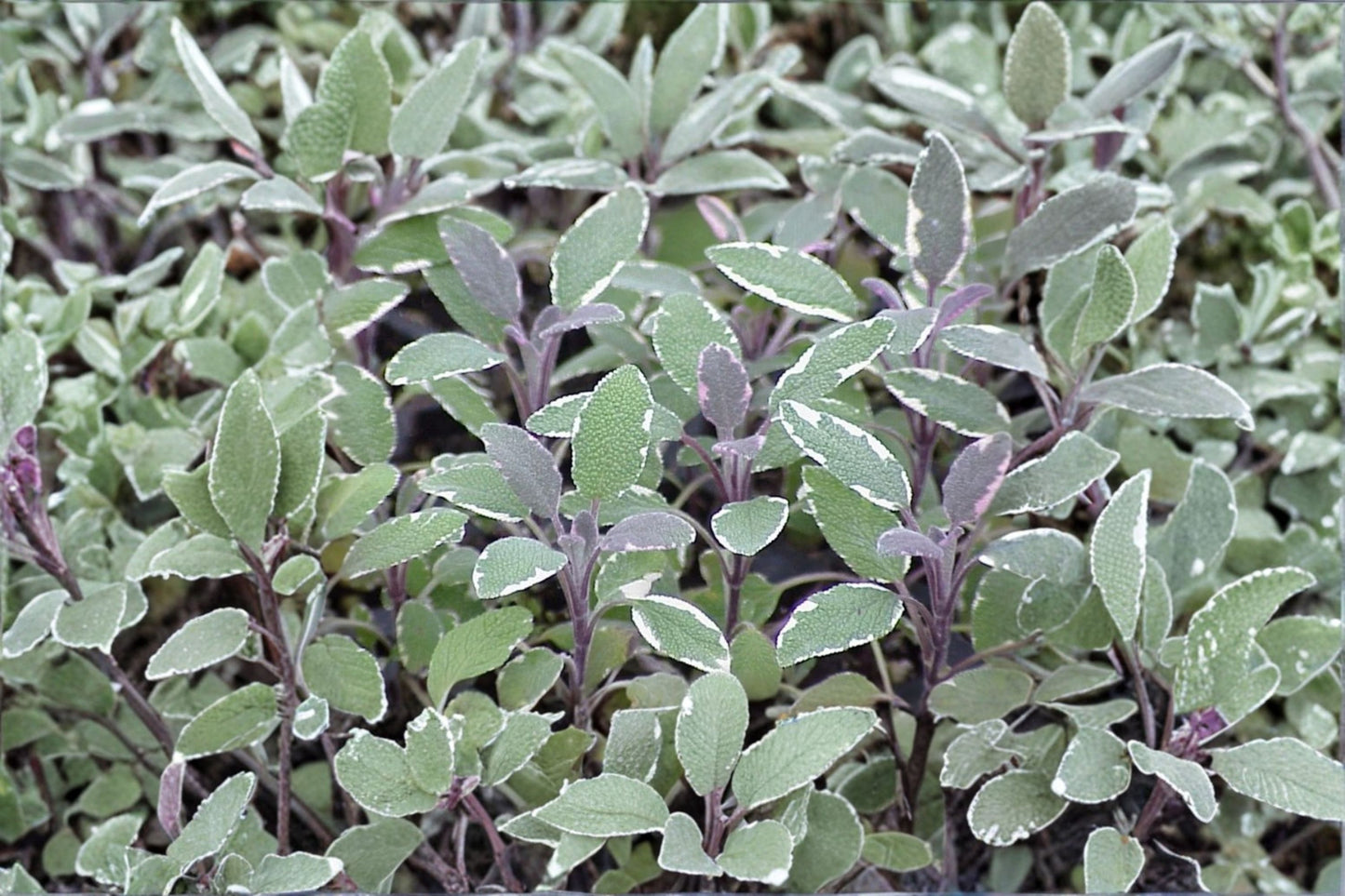 Tricolor Sage Live Plant, Salvia officinalis 'Tricolor', 4.5 Inch Pot, Culinary Herb, Variegated Common Sage