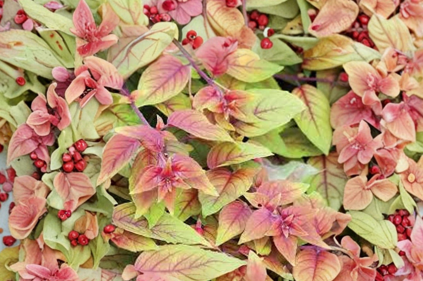 Autumnale Fuchsia Live Plant, Fuchsia 'Autumnale', 4 Inch Pot, Variegated Fuchsia, Trailing Flowering Plant