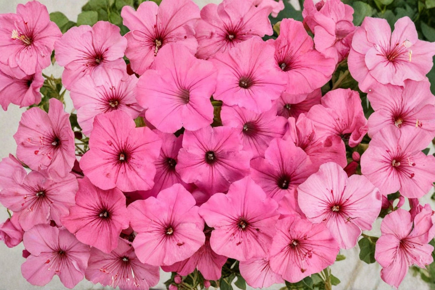 Proven Winners Supertunia Vista Bubblegum Petunia Live Plant, Petunia 'Supertunia Vista Bubblegum', 4 Inch Pot