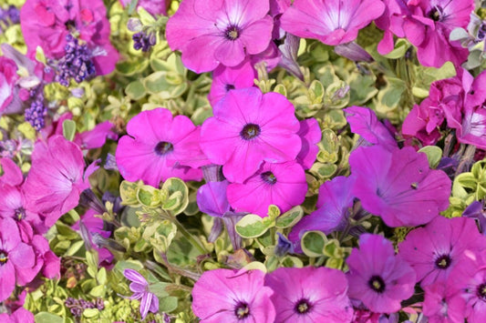 Glamouflage Grape Petunia Live Plant, Petunia 'Glamouflage Grape', 4 Inch Pot, Purple Trailing Petunia, Annual Flower