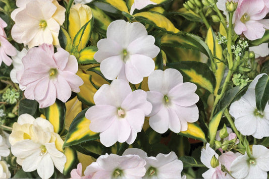 SunPatiens Vigorous Tropical White Live Plant, Impatiens × hybrida 'Vigorous Tropical White', 4 Inch Pot, White Flowers