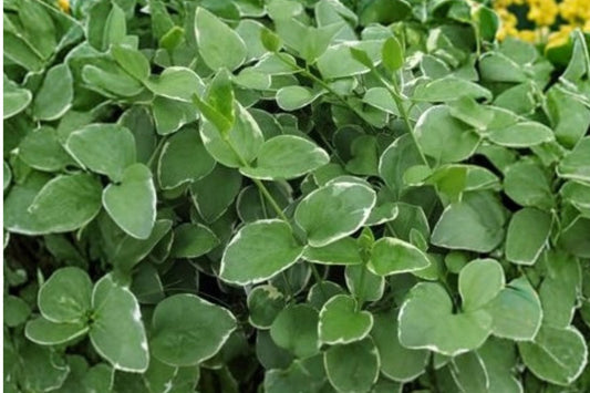 Illumination Vinca Vine Live Plant, Vinca major 'Illumination', 4 Inch Pot, Variegated Trailing Vine, Ground Cover