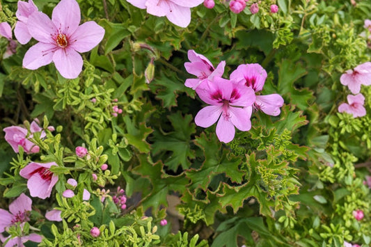 Lemona Scented Geranium Live Plant, Pelargonium 'Lemona', 4 Inch Pot, Fragrant Lemon Geranium, Herb Plant