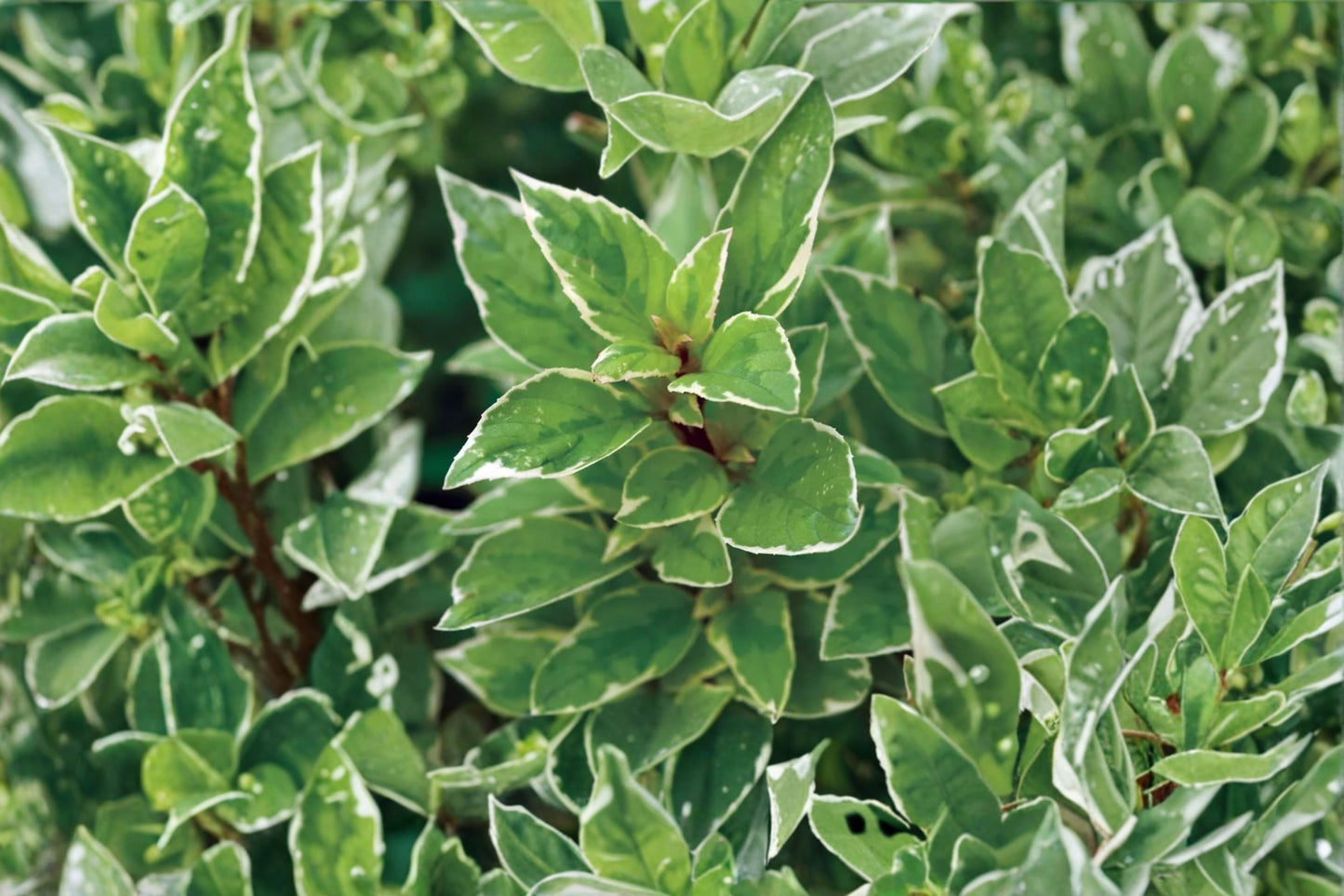 Pesto Perpetuo Basil Live Plant, Ocimum basilicum 'Pesto Perpetuo', 4.5 Inch Pot, Variegated Culinary Herb