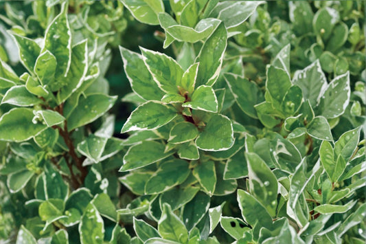 Pesto Perpetuo Basil Live Plant, Ocimum basilicum 'Pesto Perpetuo', 4.5 Inch Pot, Variegated Culinary Herb