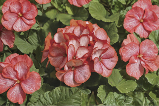 Maverick Scarlet Picotee Geranium Live Plant, Pelargonium 'Maverick Scarlet Picotee', 4 Inch Pot, Zonal Geranium