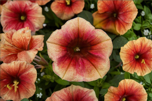 Funhouse Peach Melba Petunia Live Plant, Petunia 'Funhouse Peach Melba', 4 Inch Pot, Peach & Cream Flowers, Annual