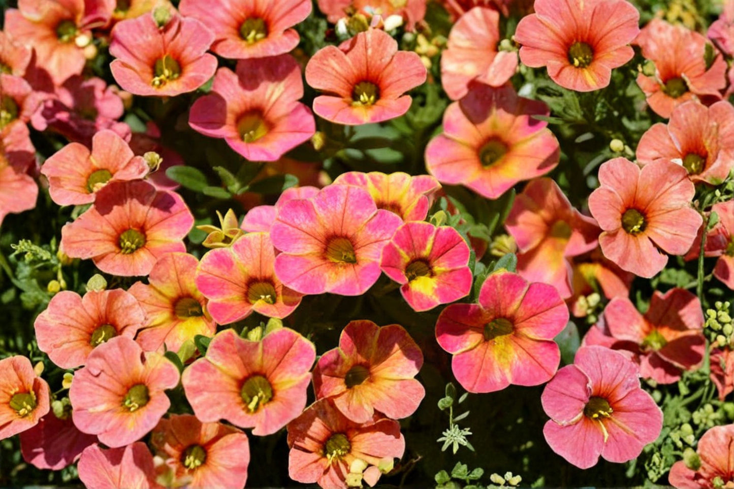 Chameleon Sunshine Berry Calibrachoa Live Plant, Calibrachoa 'Chameleon Sunshine Berry', 4 Inch Pot, Trailing Million Bells