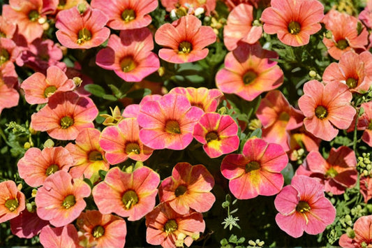 Chameleon Sunshine Berry Calibrachoa Live Plant, Calibrachoa 'Chameleon Sunshine Berry', 4 Inch Pot, Trailing Million Bells