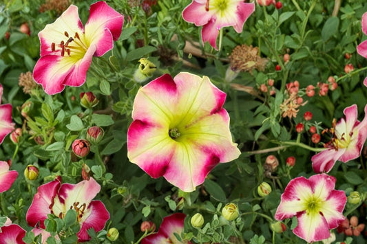 Raspberry Lemonade Petunia Live Plant, Petunia 'Raspberry Lemonade', 4 Inch Pot, Pink & Yellow Flowers, Annual