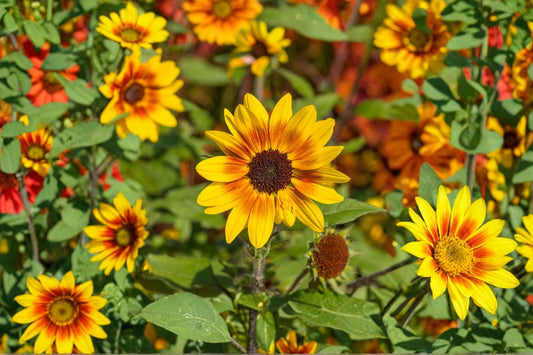 Suncredible Saturn Sunflower Live Plant, Helianthus 'Suncredible Saturn', 4 Inch Pot, Long Blooming Sunflower