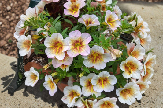Calitastic Cappuccino Calibrachoa Live Plant, Calibrachoa 'Calitastic Cappuccino', 4 Inch Pot, Million Bells