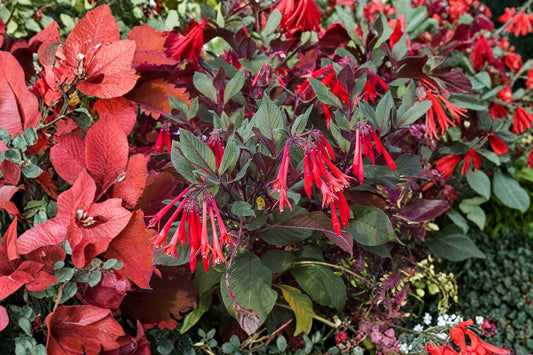 Gardenmeister Fuchsia Live Plant, Fuchsia 'Gardenmeister Bonstedt', 4 Inch Pot, Hummingbird Flower, Shade Plant