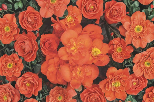 Chocolate Orange Begonia Live Plant, Begonia hiemalis 'Chocolate Orange', 4 Inch Pot, Bronze Foliage, Flowering Begonia