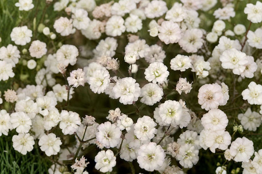 Summer Sparkles Baby's Breath Live Plant, Gypsophila paniculata 'Summer Sparkles', 4 Inch Pot, White Perennial