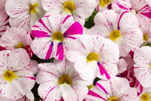 Caliloco Graffiti Calibrachoa Live Plant, Calibrachoa 'Caliloco Graffiti', 4 Inch Pot, Million Bells Flower