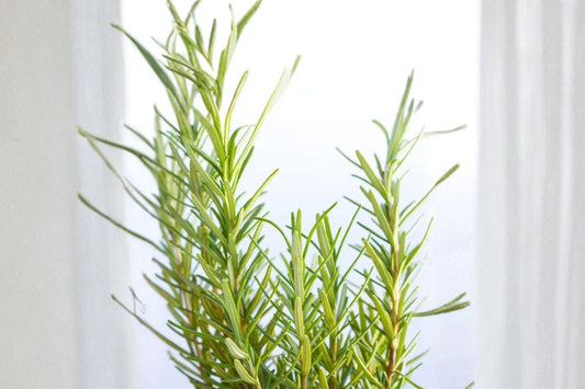 Rosemary Live Herb Plant, Salvia rosmarinus, 4.5 Inch Pot, Fragrant Culinary Herb, Evergreen Garden Plant