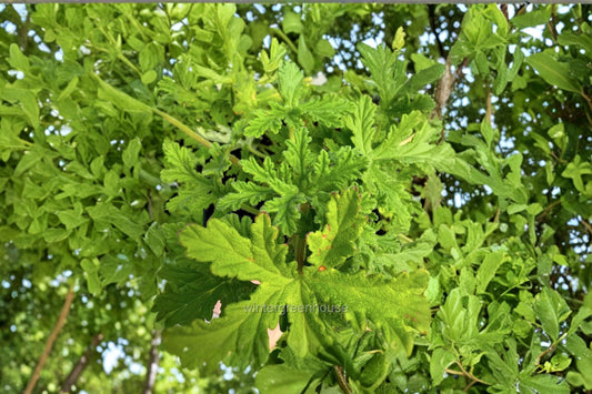 Citronella Scented Geranium Live Plant, Mosquito Plant, Pelargonium citrosum, 4.5 Inch Pot, Fragrant Outdoor Plant