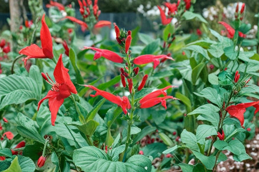 Pineapple Sage Live Herb Plant, Salvia elegans, 4.5 Inch Pot, Fragrant Culinary & Hummingbird Herb