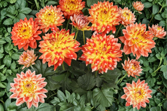 Hypnotica Candy Corn Dahlia Live Plant, Dahlia 'Hypnotica Candy Corn', 4 Inch Pot, Yellow & Orange Blooms