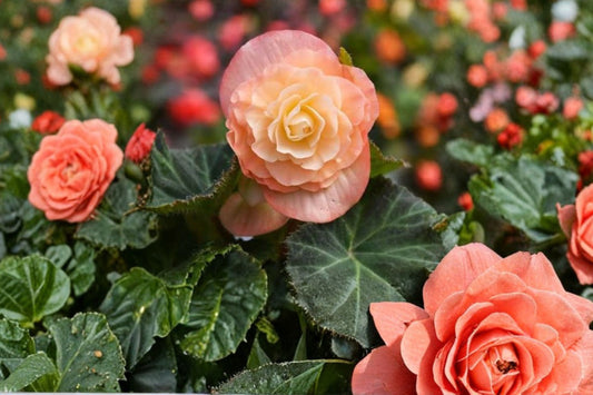 Nonstop Peach Shades Begonia Live Plant, Begonia × tuberhybrida 'Nonstop Peach Shades', 4 Inch Pot, Double Blooms