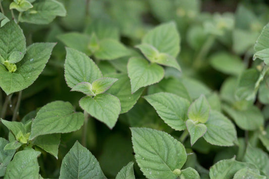 Grapefruit Mint Live Plant, Mentha × piperita f. citrata 'Grapefruit', 4.5 Inch Pot, Fragrant Culinary Herb