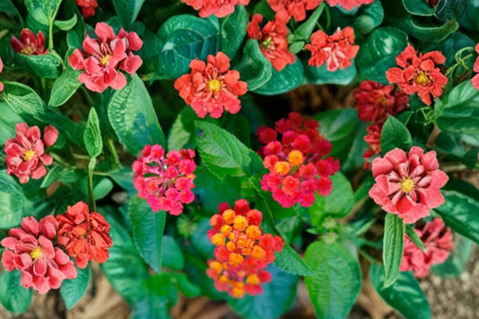 Heartland Really Red Lantana Live Plant, Lantana camara 'Heartland Really Red', 4 Inch Pot, Butterfly Plant