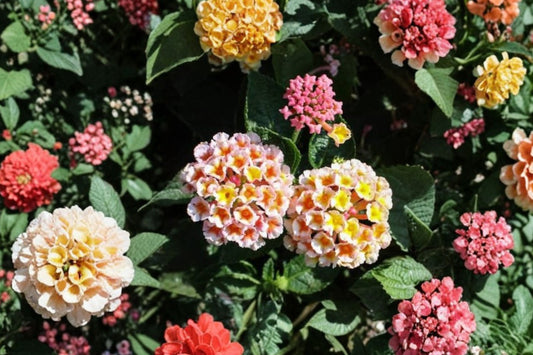 Peaches Lantana Live Plant, Lantana camara 'Peaches', 4.5 Inch Pot, Peach & Yellow Butterfly Flower