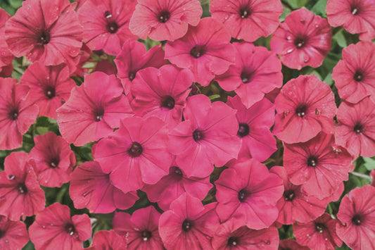 Supertunia Vista Fuchsia Petunia Live Plant, Petunia 'Supertunia Vista Fuchsia', 4 Inch Pot, Proven Winners®