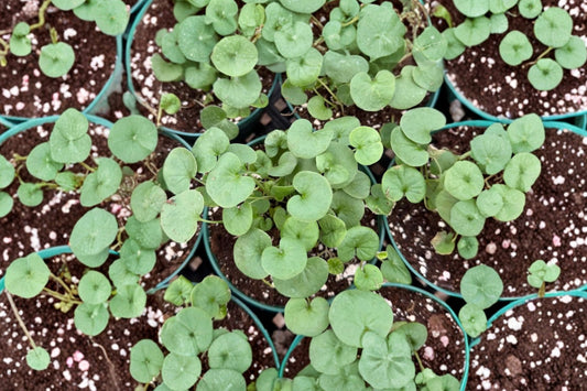 Silver Falls Dichondra Live Plant, Dichondra argentea 'Silver Falls', 4 Inch Pot, Cascading Silver Vine