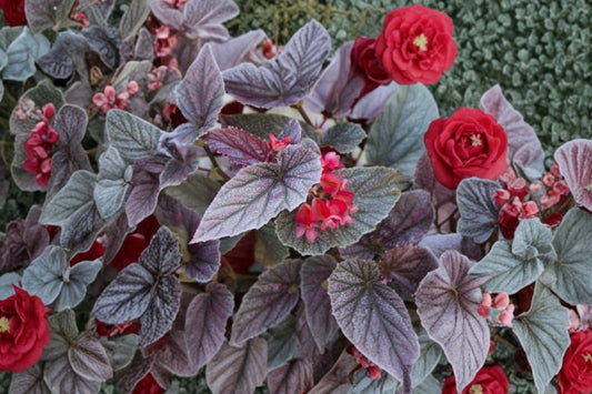 Miss Mummy Angel Wing Begonia Live Plant, Begonia 'Miss Mummy', 4 Inch Pot, Pink Flowering Houseplant