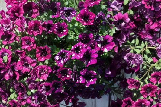 Disco Ball Magenta Petunia Live Plant, Petunia 'Disco Ball Magenta', 4 Inch Pot, Speckled Pink Annual Flower