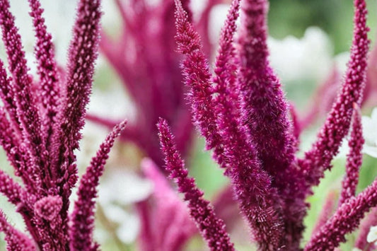 Velvet Curtains Amaranthus Live Plant, Amaranthus cruentus 'Velvet Curtains', 4 Inch Pot, Ornamental Annual