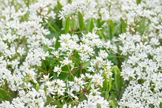 Starblast Snowdrift Euphorbia Live Plant, Euphorbia hypericifolia 'Starblast Snowdrift', 4 Inch Pot, White Blooms