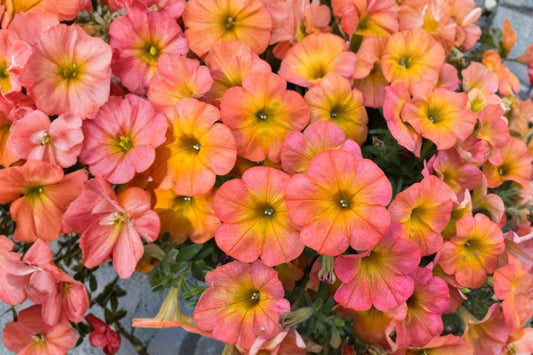 Flower Shower Golden Harvest Petunia Live Plant, Petunia 'Flower Shower Golden Harvest', 4 Inch Pot, Yellow Annual