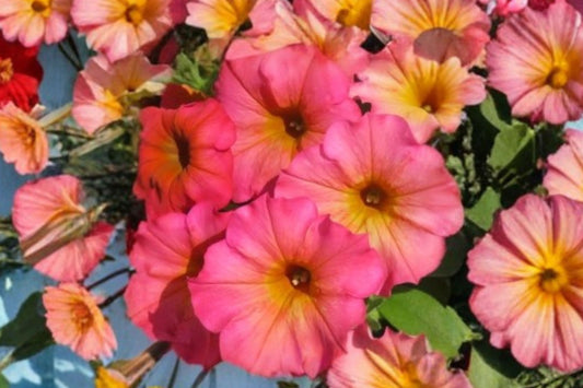 Flower Shower Mayan Sunset Petunia Live Plant, Petunia 'Flower Shower Mayan Sunset', 4 Inch Pot, Orange Annual