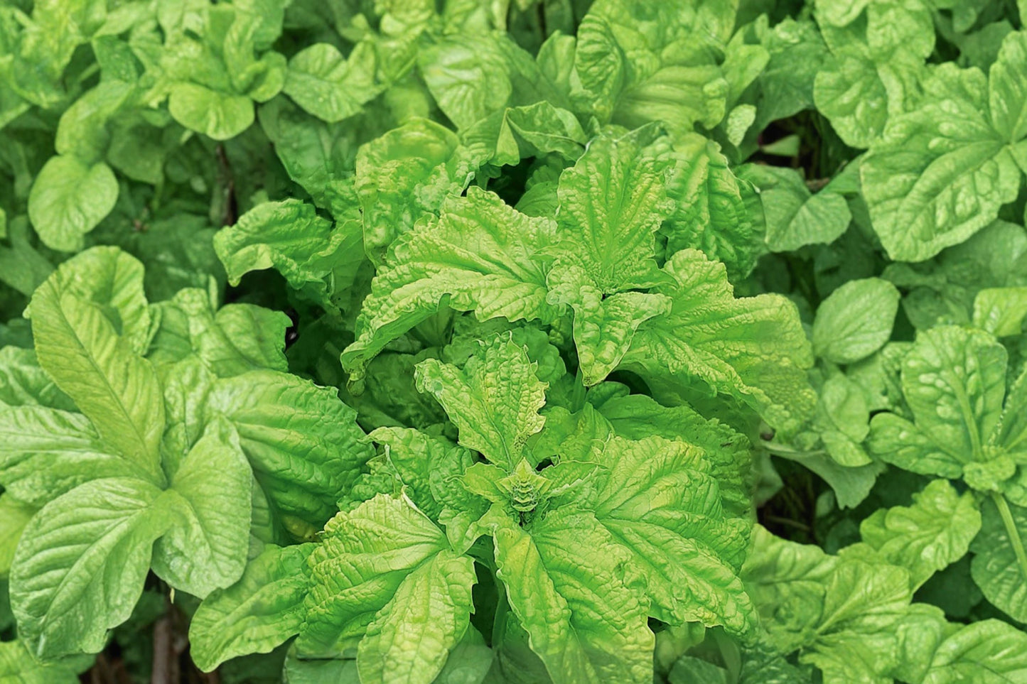 Lettuce Leaf Basil Live Plant, Ocimum basilicum 'Lettuce Leaf', 4 Inch Pot, Large Leaf Culinary Herb