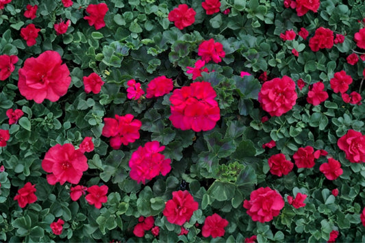 Darko Neon Purple Zonal Geranium Live Plant, Pelargonium × hortorum 'Darko Neon Purple', 4 Inch Pot