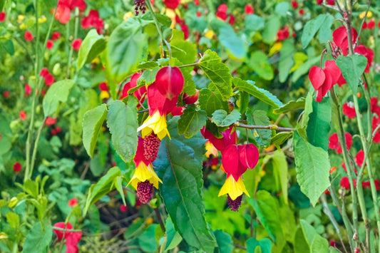 Chinese Lantern Flowering Maple Live Plant, Abutilon Hybrid, 4 Inch Pot, Hanging Lantern Blooms