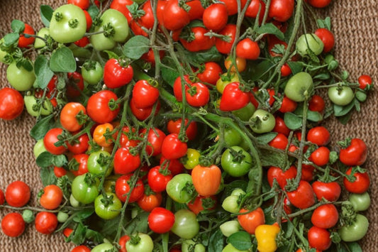 Heartbreakers Vallery Tomato Live Plant, Solanum lycopersicum 'Heartbreakers Vallery', 4 Inch Pot, Grape Tomato