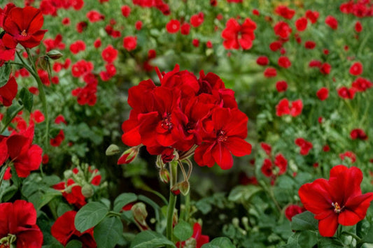 Mojo Dark Red Zonal Geranium Live Plant, Pelargonium × hortorum 'Mojo Dark Red', 4 Inch Pot, Red Blooms
