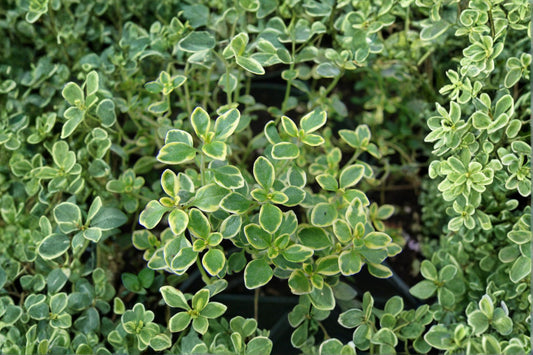 Live Lemon Thyme Plant, Thymus × citriodorus, Culinary Herb, 4.5 Inch Pot, Fragrant Edible Herb for Garden & Containers