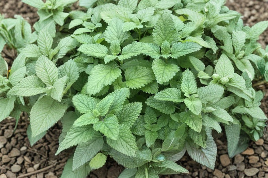 Live Lemon Balm Plant, Melissa officinalis, Culinary & Medicinal Herb, 4.5 Inch Pot, Fragrant Perennial Herb