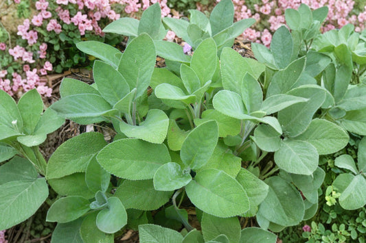 Live Berggarten Sage Plant, Salvia officinalis 'Berggarten', Culinary Herb, 4.5 Inch Pot, Broad Leaf Garden Sage