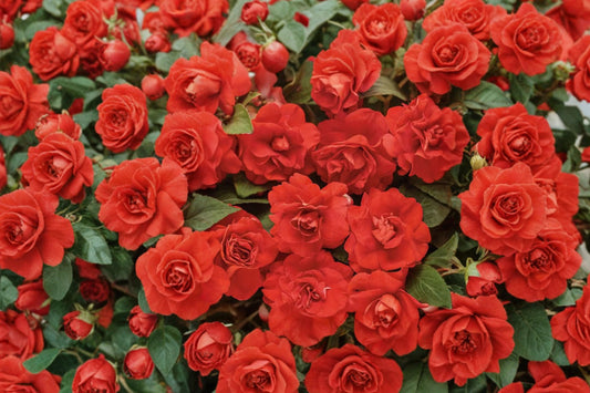 Rockapulco Tropical Shades Double Impatiens Live Plant, Impatiens walleriana 'Rockapulco Tropical Shades', 4 Inch Pot