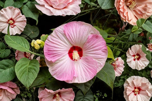 Luna Pink Swirl Hibiscus Live Plant, Hibiscus moscheutos 'Luna Pink Swirl', 4 Inch Pot, Hardy Hibiscus
