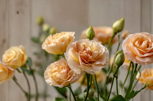 Voyage 2 Champagne Lisianthus Live Plant, Eustoma grandiflorum 'Voyage 2 Champagne', 4 Inch Pot, Double Bloom Flower
