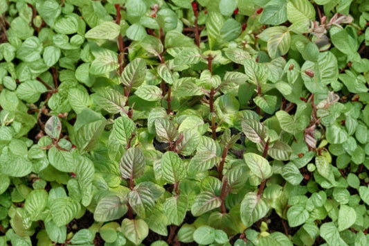 Berries and Cream Mint Live Plant, Mentha 'Berries and Cream', 4.5 Inch Pot, Aromatic Culinary Herb for Tea & Gardens