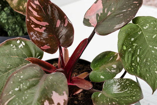 Pink Princess Philodendron Live Plant, Philodendron erubescens 'Pink Princess', 4 Inch Pot, Rare Pink Houseplant